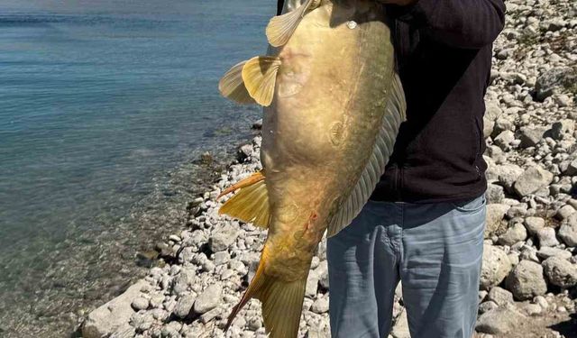 Elazığ’da 21 kiloluk dev sazan avlandı