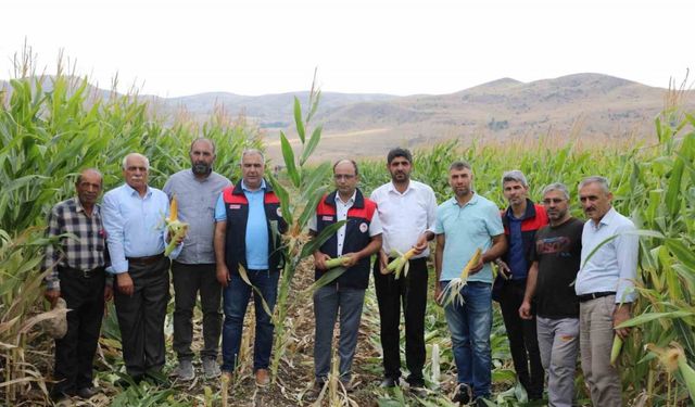 Elazığ’da 98 bin ton silajlık mısır üretimi bekleniyor