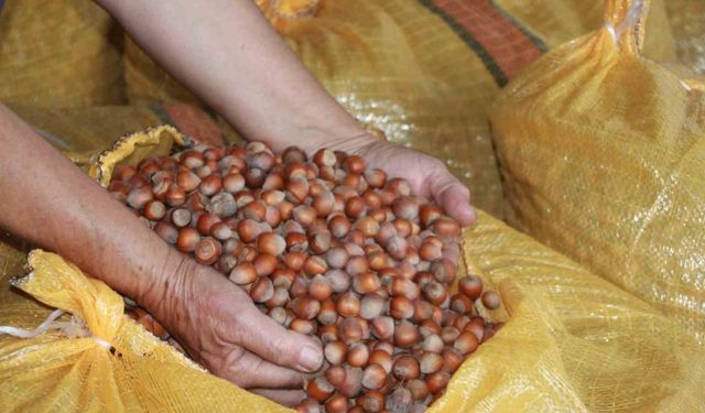 Fındık üreticileri mahsullerini evde depoluyor: Beklenti 500 lira