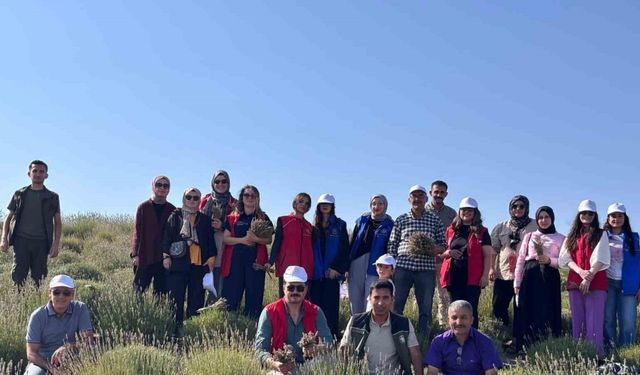 Gençler lavanta hasadı için bir araya geldi