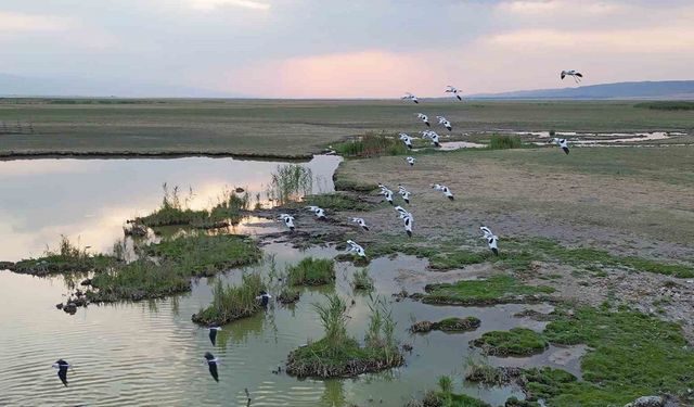 Göçmen kuşlar dönüş yolunda