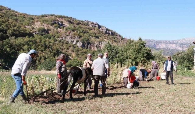 Hadim’de at ve eşekle patates hasadı: Atalardan kalan kara sabanla yapılıyor