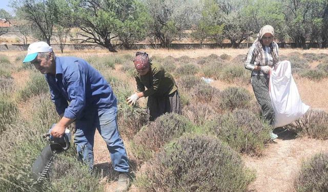 İmece usulü ektikleri lavantanın gelirini köylerinin ortak giderleri için kullanıyorlar