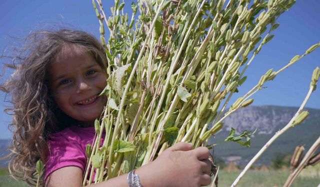 Japonlar’ın suşi susamı Gökova’dan