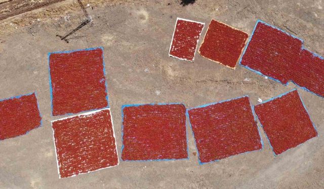 Kahramanmaraş’ta coğrafi işaretli biberde hasat başladı