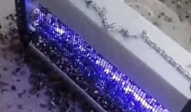 Kahverengi kokarcaya ultraviyole çözüm