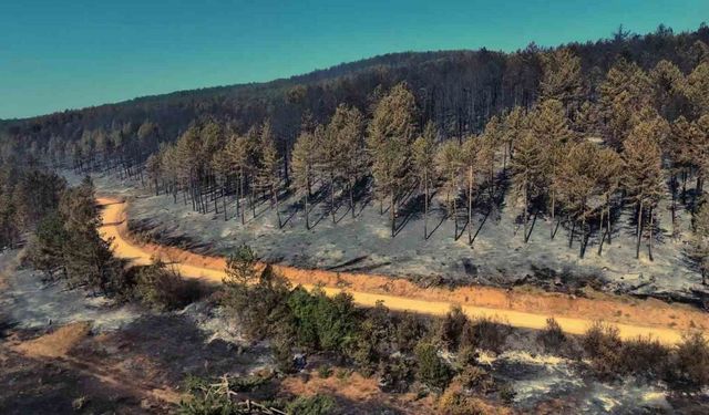 Karabük’teki orman yangınında geriye acı manzara kaldı