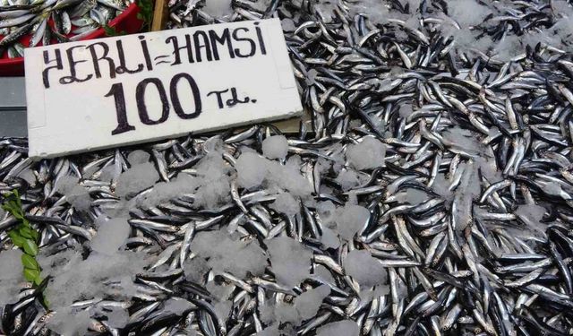 Karadeniz’de hamsi bereketi sürüyor