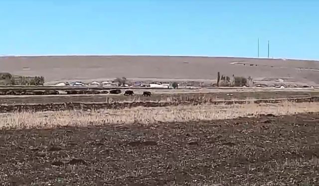 Kars’ta mısır tarlaları domuz sürüsünün istilasına uğradı