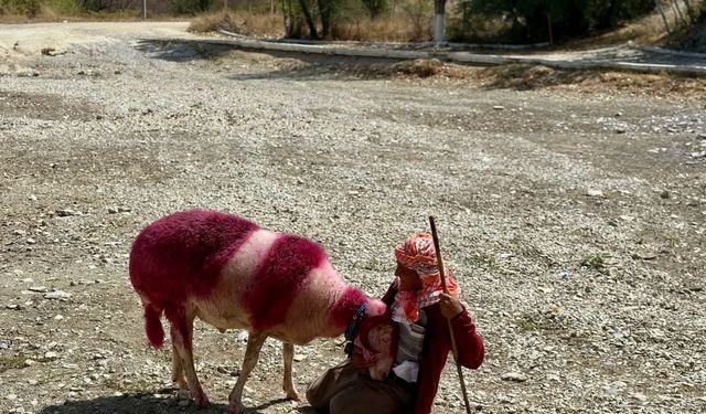 Kınalı koyunlar suya değil, kurumuş toprağa atladı