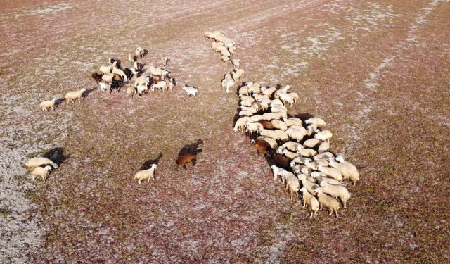 Kuraklığın vahim tablosu: Kuruyan baraj havzasında hayvanlar otlatılıyor