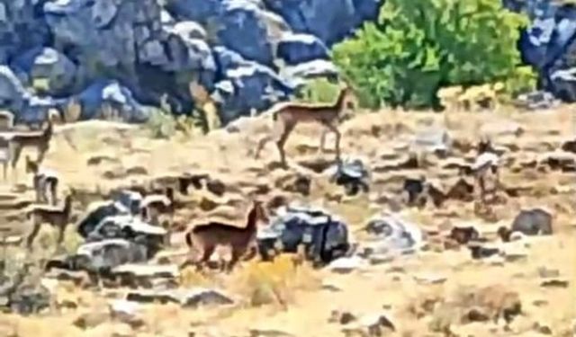 Malatya’da sürü halindeki yaban keçileri görüntülendi