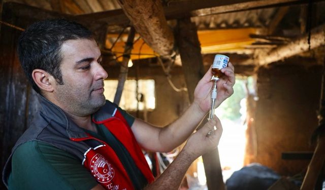 Muğla’da şap hastalığıyla mücadele hız kesmiyor