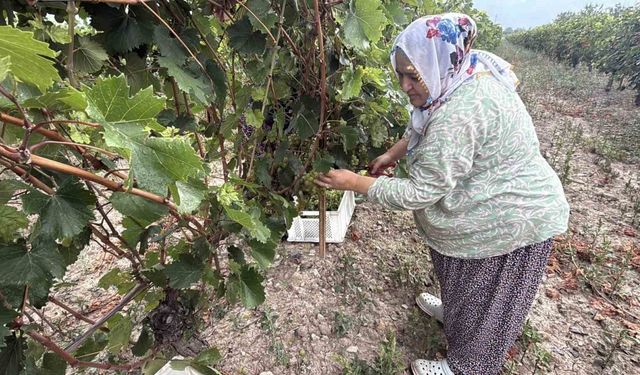 Narince üzümünü de don vurdu, rekolte yüzde 80 düştü