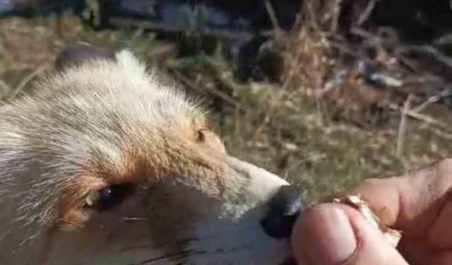 Oflu Süleyman amcanın tilki ile dostluğu