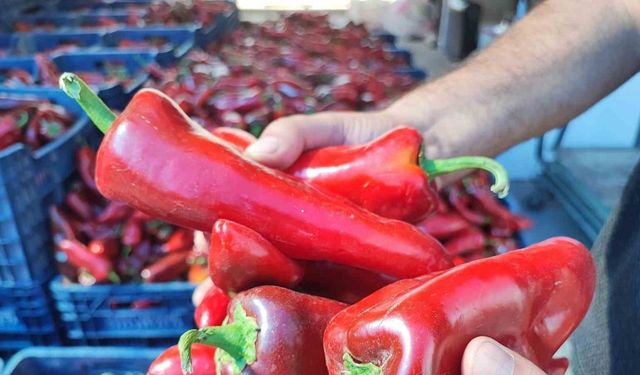 Pazarlarda salçalık biber hareketliliği