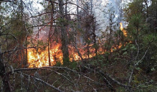 Prof. Dr. Bilgili: "Ekosistem yangın sonrası birkaç yıl içinde kendilerini doğal yollarla yeniler"