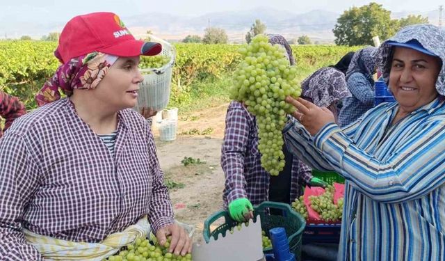 Sarıgöl’de 5,5 kiloluk üzüm salkımı