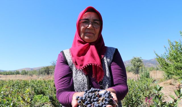 Şifa bulduğu meyvenin üretimi için şehir değiştirdi, 2009 fidanla şifa dağıtacak