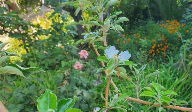 Sonbaharda bahar sürprizi: Elma ağacı çiçek açtı