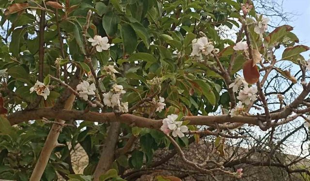 Sonbaharda çiçek açan ağaç görenleri hayrete düşürdü
