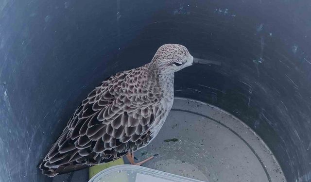 Türkiye’de nadir rastlanan kuş türü cami imamı tarafından yaralı bulundu