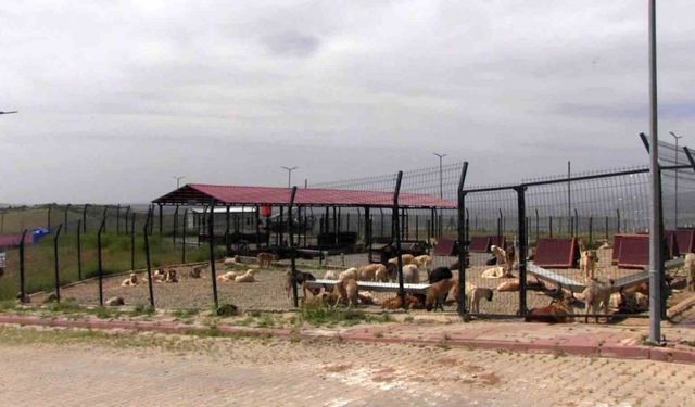 Türkiye’ye örnek model: Siirt’ten sokak hayvanları sorununa kalıcı çözüm