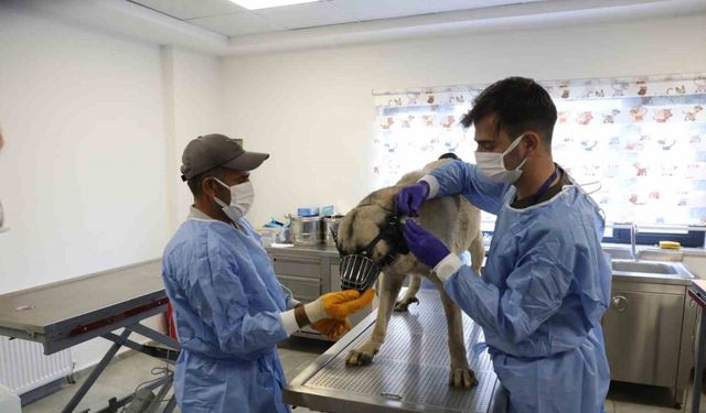 Uyuz tanısı konulan 50 köpek tedavi altına alındı