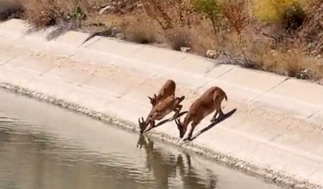 Yaban keçileri sulama kanalında su içerken görüntülendi