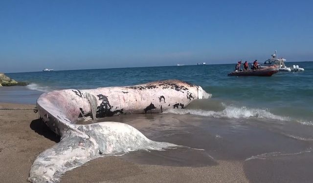 Yaklaşık 16 metre: 4 yıl önce gömülen ’Balina’nın iskeleti bilimsel kazıyla çıkarılacak