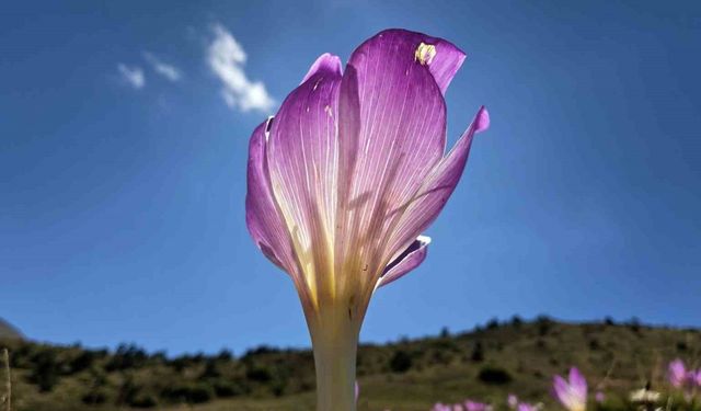 Yaylalarda kışın habercisi ‘vargit’ler kendini gösterdi