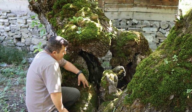 300 yıllık dut ağacında dikkat çeken detay