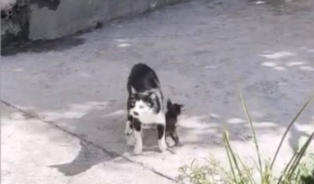 Anne kedinin çukur başındaki nöbeti duygulandırdı