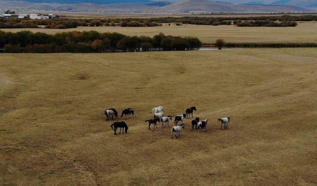 Ardahan’ın vahşi güzelliği: Yılkı atları dron ile görüntülendi