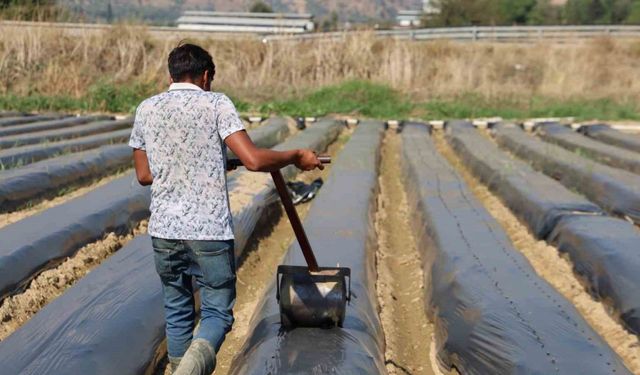 Aydın’da kış çileği hazırlıkları başladı