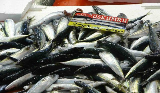 Balıkçılardan müjde: Fiyatlar düştü, ekimde bolluk bekleniyor