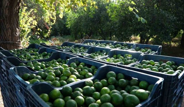 Bodrum’da 72 üreticiden 55 ton yeşil mandalin alındı