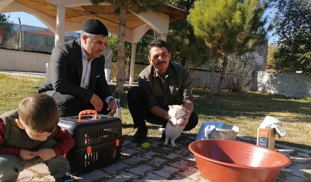 Cami imamı onlarca kediye bakıyor