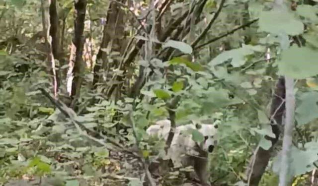 Çamlıhemşin’de ilk kez beyaz ayı görüntülendi