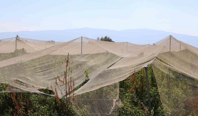 Çiftçilerin doğal sigortası file sistemi oldu