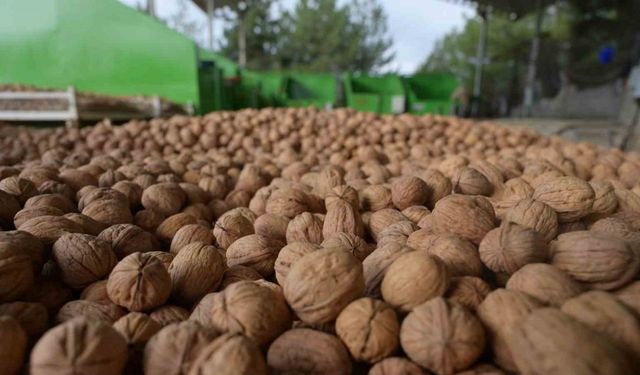 Denizli’de sezonun ilk ceviz hasadı Tavas’ta yapıldı