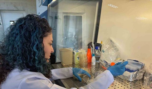 Diyabet yaralarına çözüm olacak bor destekli proje