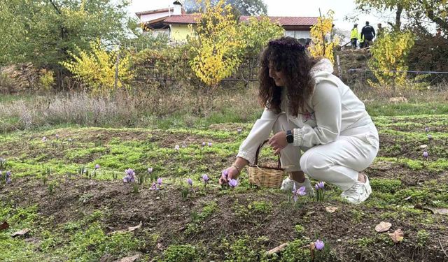 ’Dünyanın en pahalı baharatı’ safranın kilogramı 600 bin liradan satılacak