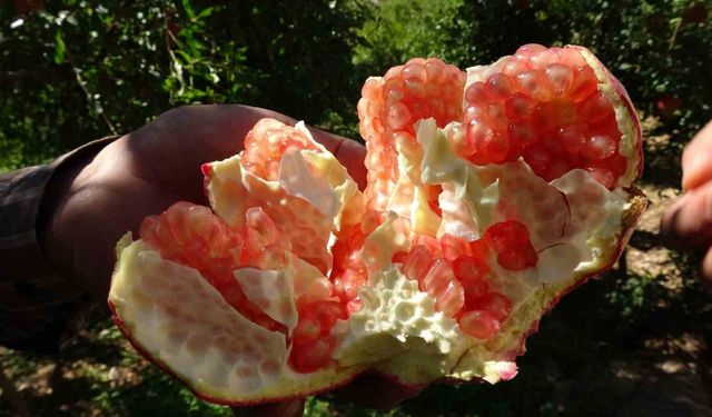 Gaziantep’te nar hasadı başladı