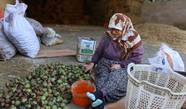 Hasadı yapılan cevizler satışa hazırlanıyor
