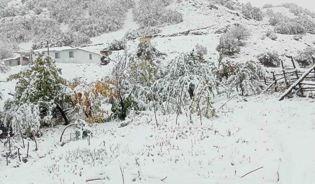 Hasadı yapılmayan ceviz kar altında kaldı