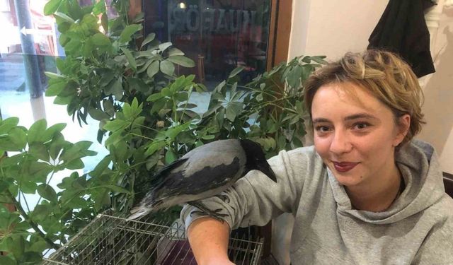 Kahvehane bağımlısı karga mahallenin maskotu haline geldi