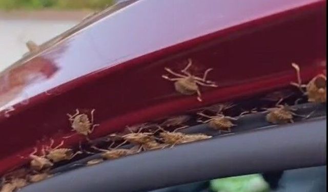 Kahverengi kokarca Giresun’da evleri ve araçları istila etti