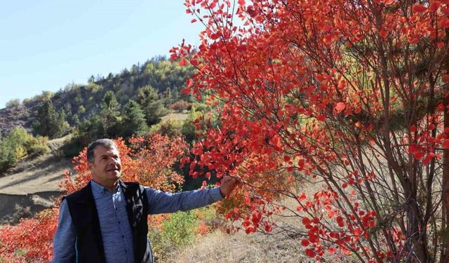 Kaplaç Ağaçları doğayı kırmızıya boyadı