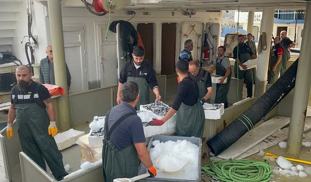 Karadeniz’den kasalarca hamsi çıktı